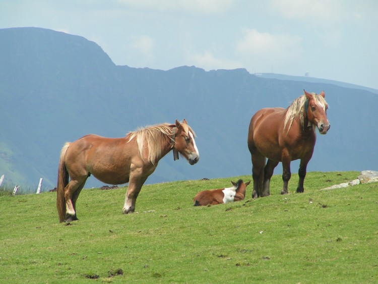 Fonds d'cran Animaux Chevaux chevaux de trait 