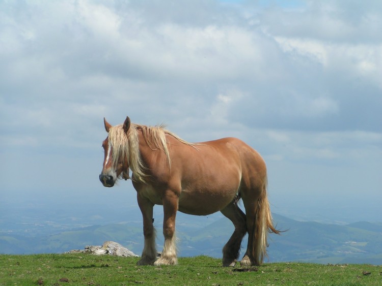 Fonds d'cran Animaux Chevaux jument  de trait