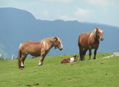 Fonds d'cran Animaux chevaux de trait 