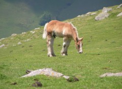 Fonds d'cran Animaux poulain de trait