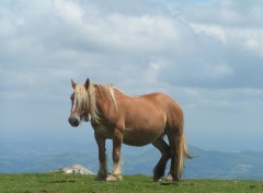 Fonds d'cran Animaux jument  de trait