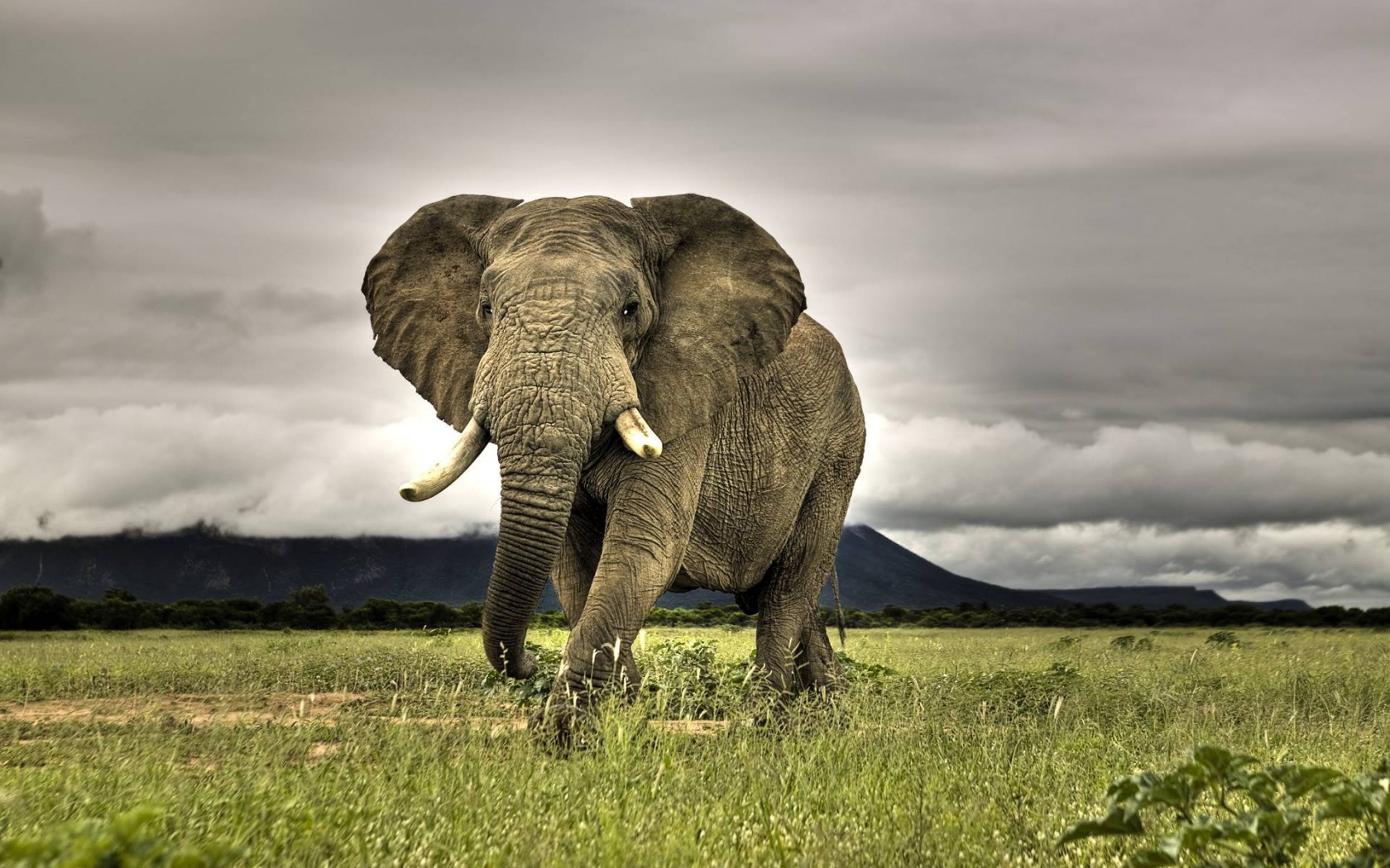 Wallpapers Animals Elephants Elphants