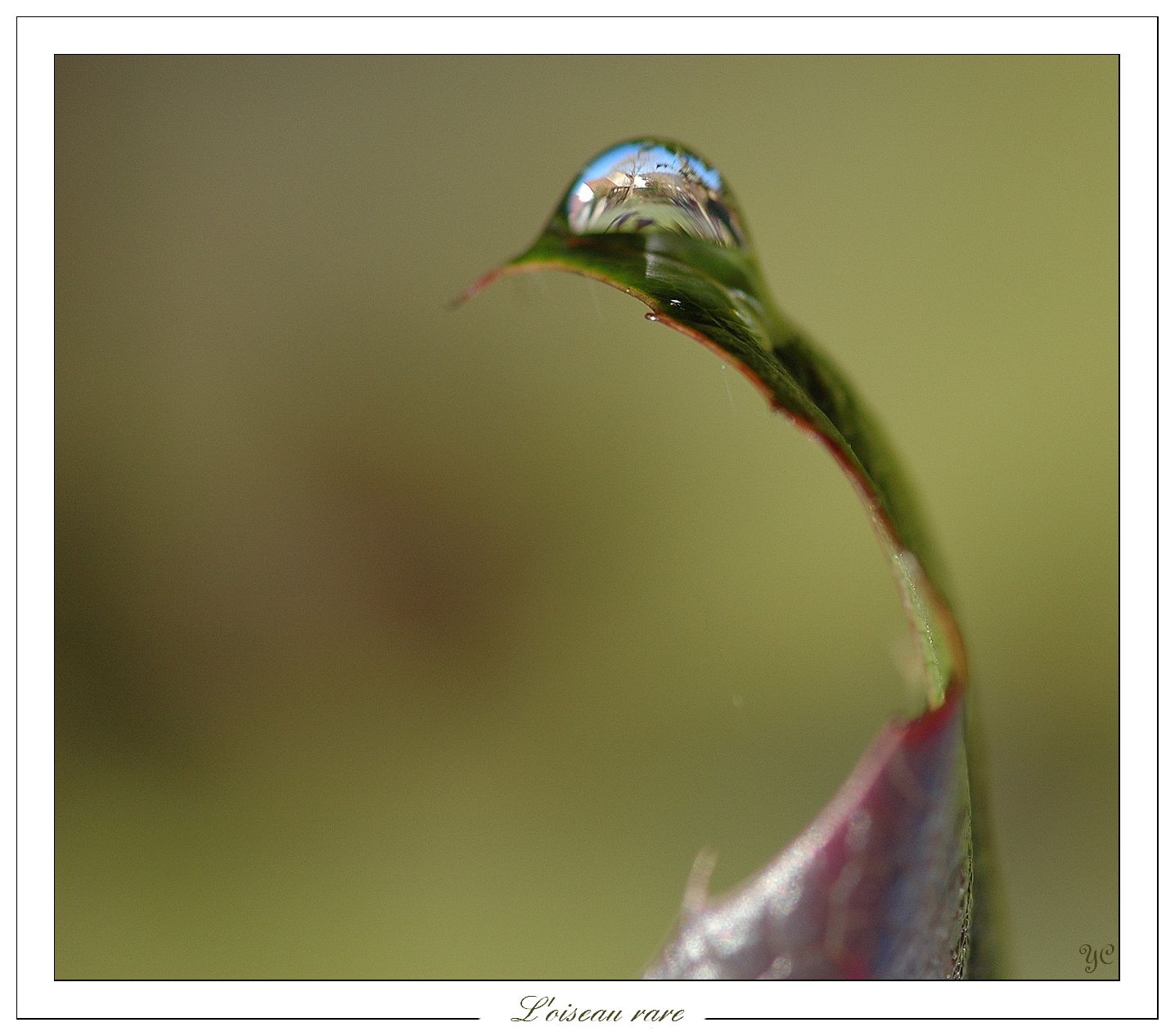 Wallpapers Nature Water - Drops L'oiseau rare