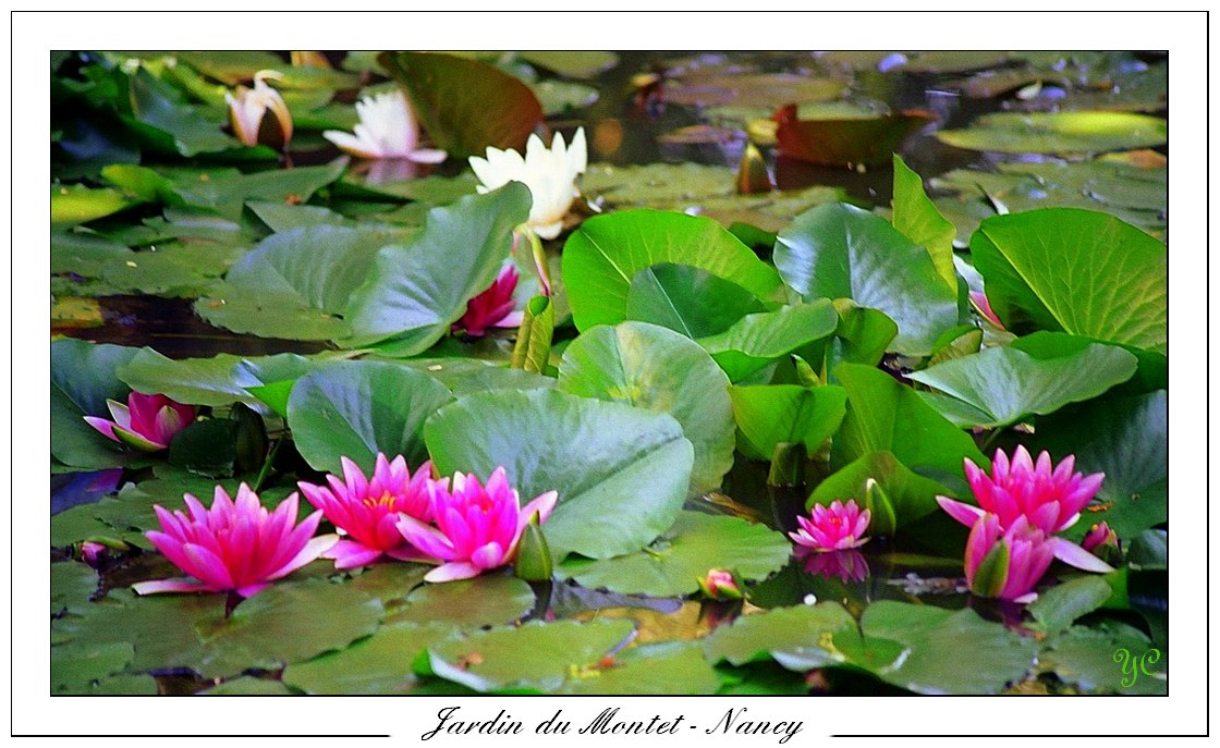 Fonds d'cran Nature Fleurs Jardin du Montet - Nancy