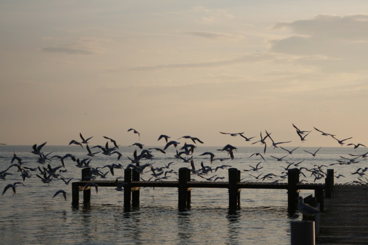 Wallpapers Animals Birds - Gulls Envol