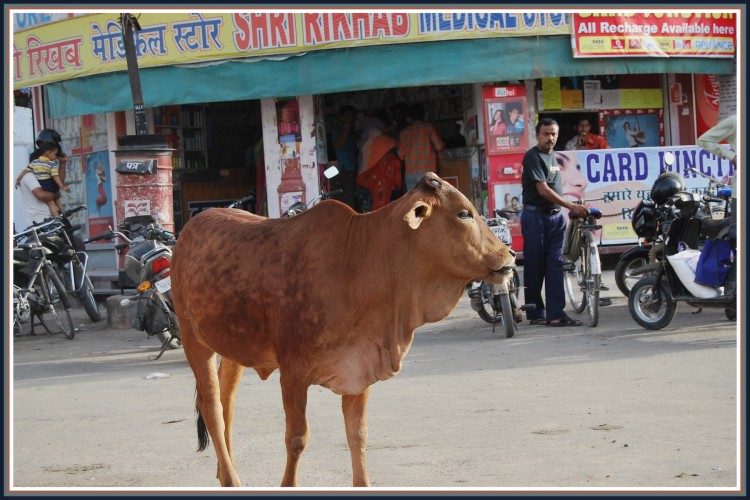 Fonds d'cran Voyages : Asie Inde Vache  Bikaner - Rajasthan