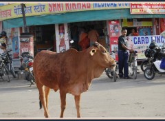 Fonds d'cran Voyages : Asie Vache  Bikaner - Rajasthan