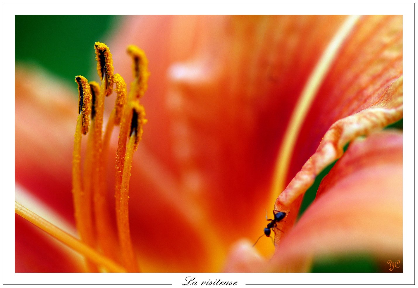 Fonds d'cran Animaux Insectes - Fourmis La visiteuse