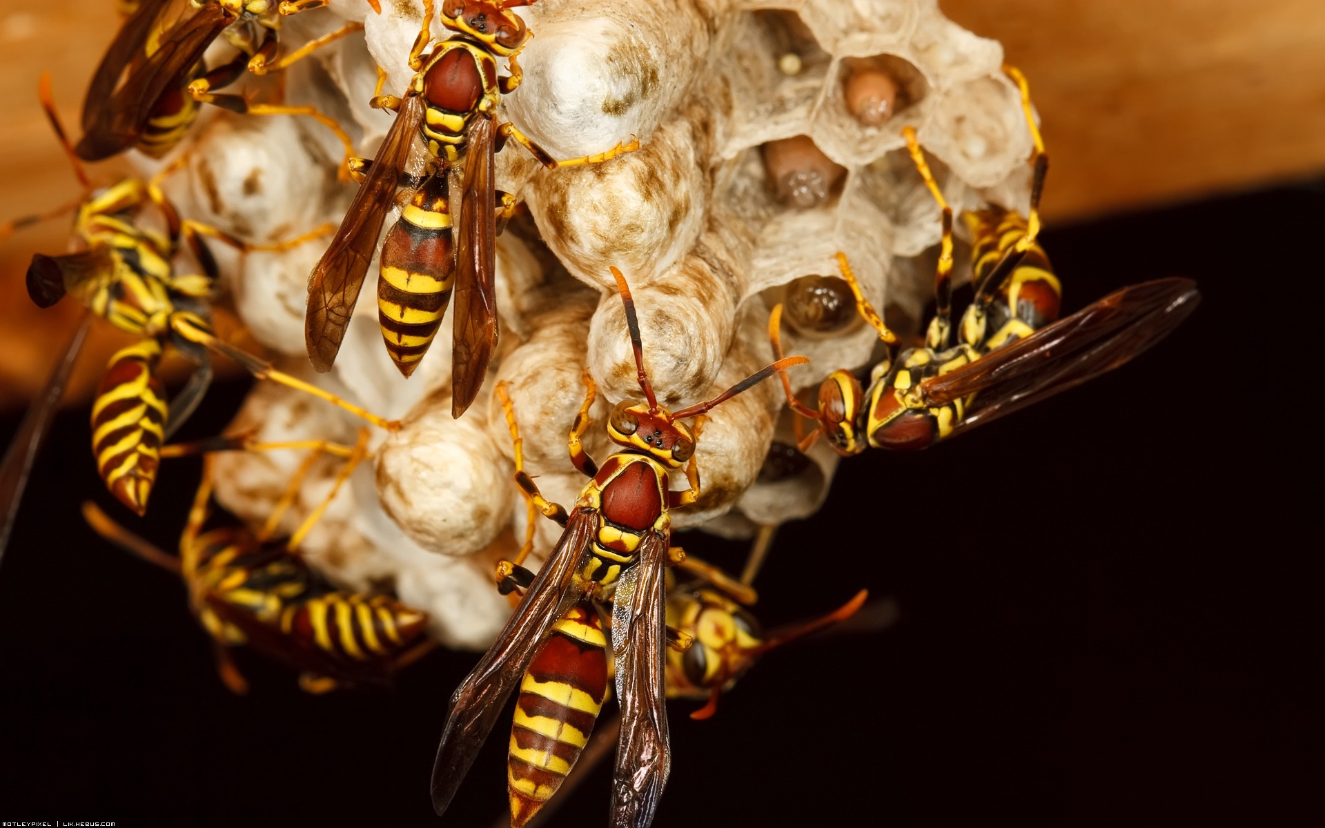 Wallpapers Animals Insects - Bees, Wasps Ca bosse dur !