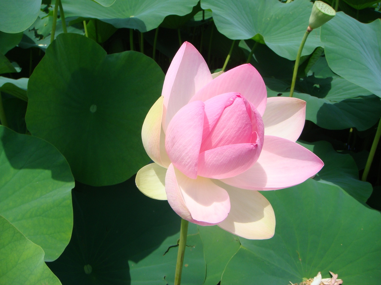 Fonds d'cran Nature Fleurs Fleur de lotus