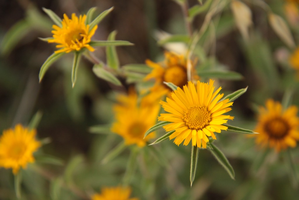 Fonds d'cran Nature Fleurs des petits soleils 