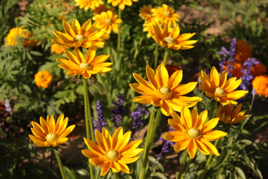 Fonds d'cran Nature Fleurs du soleil plein la tte