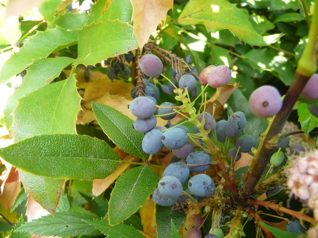 Wallpapers Nature Fruits comme du raisin