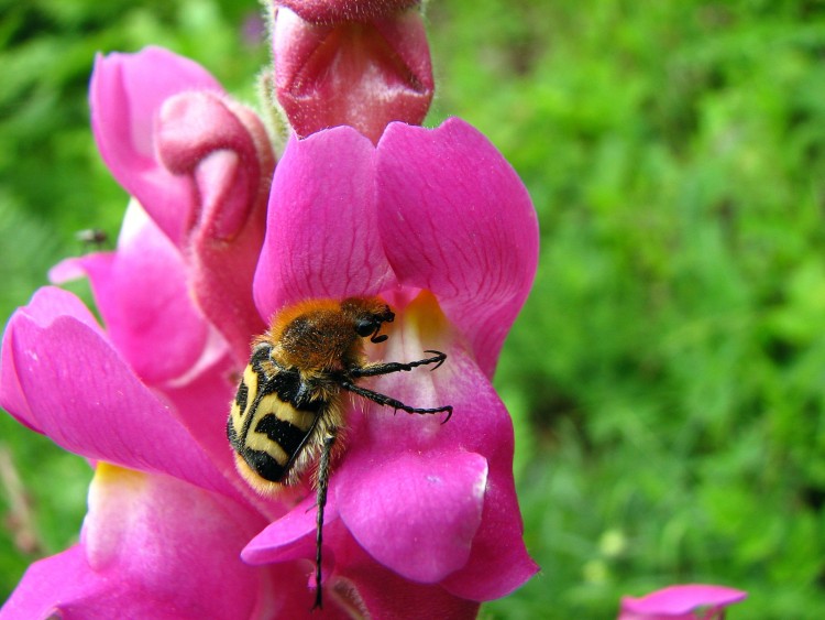 Fonds d'cran Animaux Insectes - Mufliers muflier