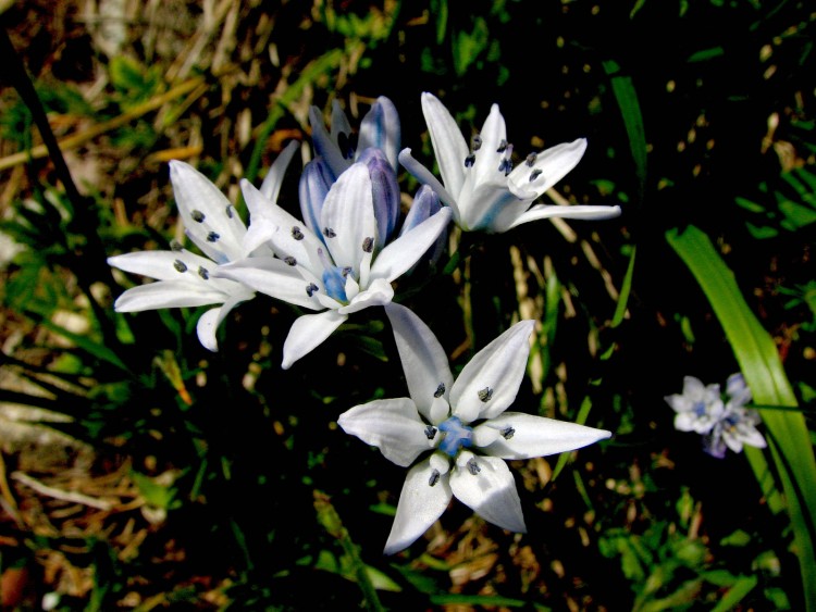 Fonds d'cran Nature Fleurs scille prinranire