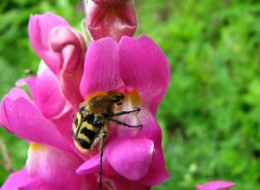 Fonds d'cran Animaux muflier