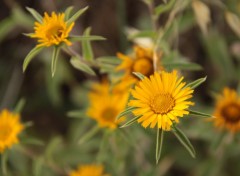 Fonds d'cran Nature des petits soleils 