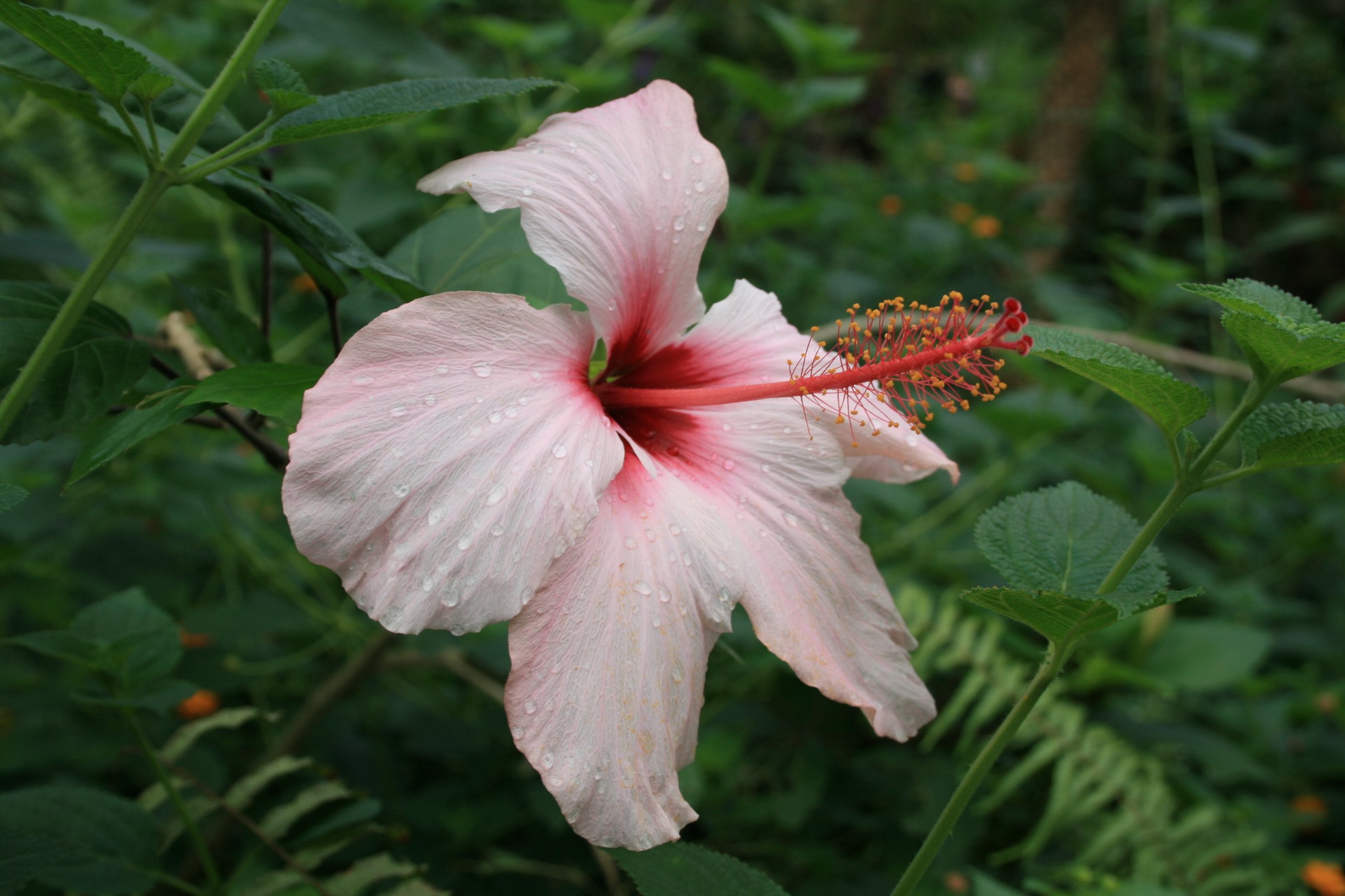 Fonds d'cran Nature Fleurs Fleur exotique