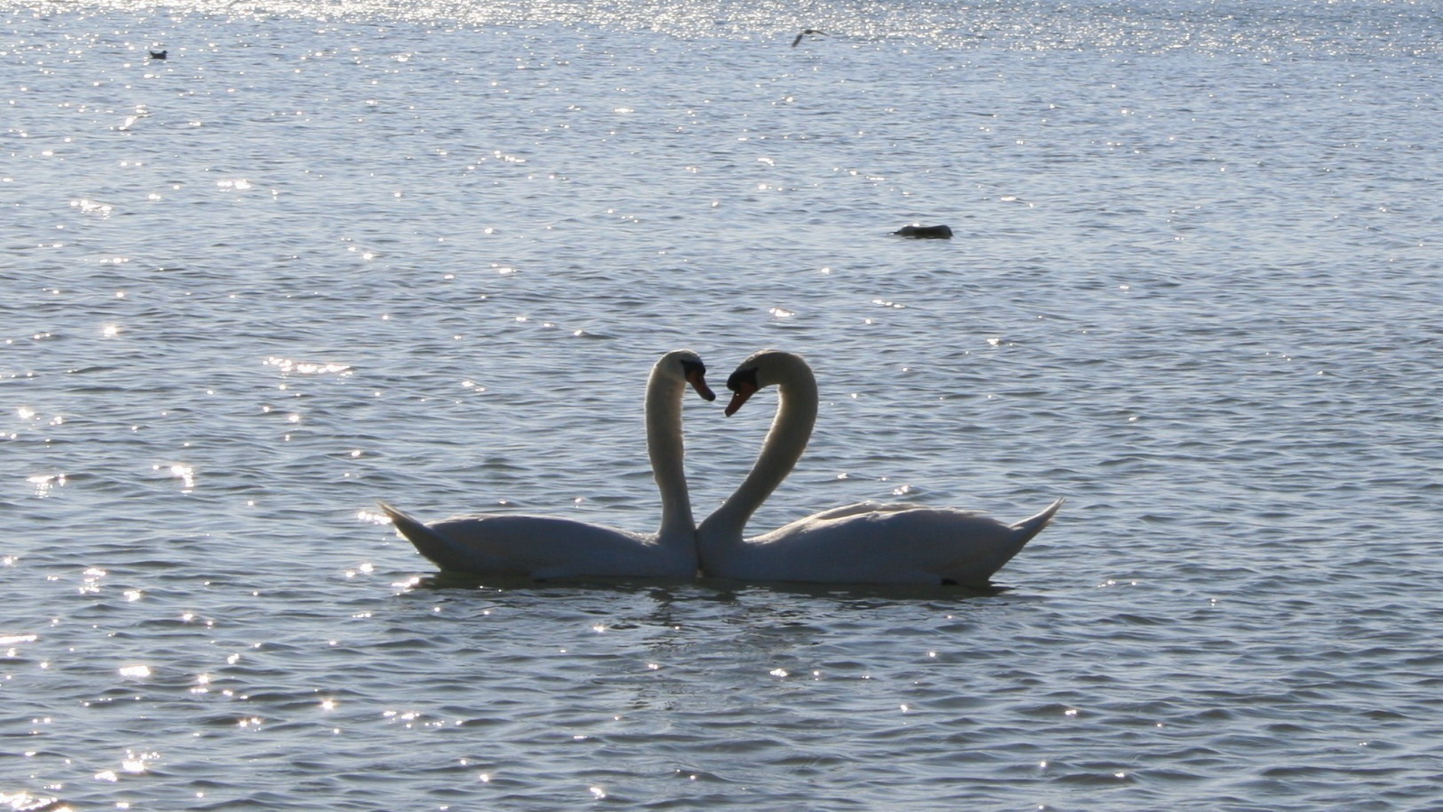 Wallpapers Animals Birds - Swans I love you