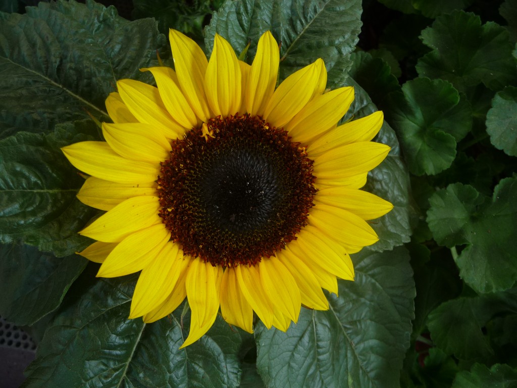 Fonds d'cran Nature Fleurs professeur tournesol