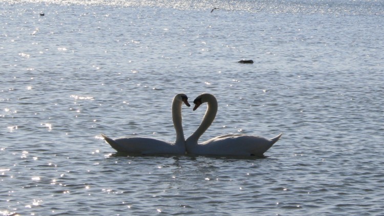 Wallpapers Animals Birds - Swans I love you