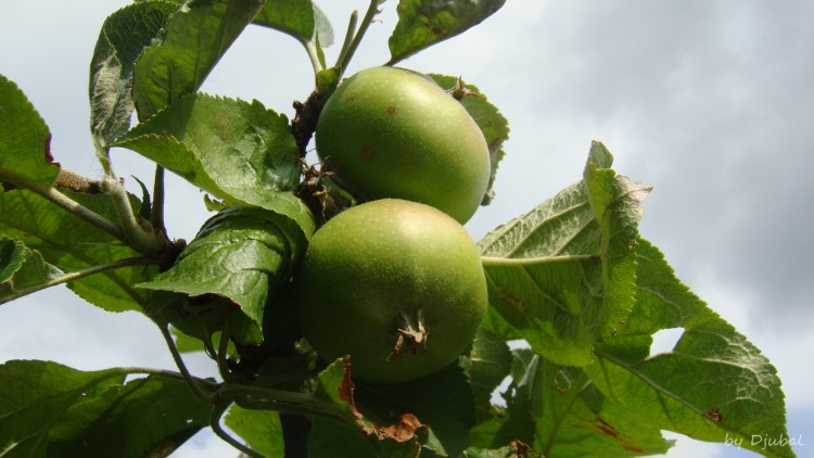 Wallpapers Nature Fruits Jeunes pommes