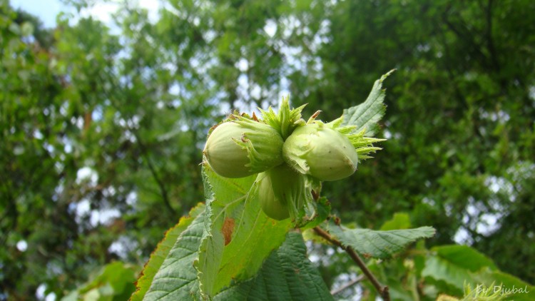 Wallpapers Nature Fruits Noisette