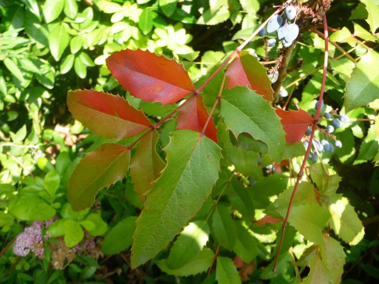 Fonds d'cran Nature Feuilles - Feuillages un petit aperu de l'automne