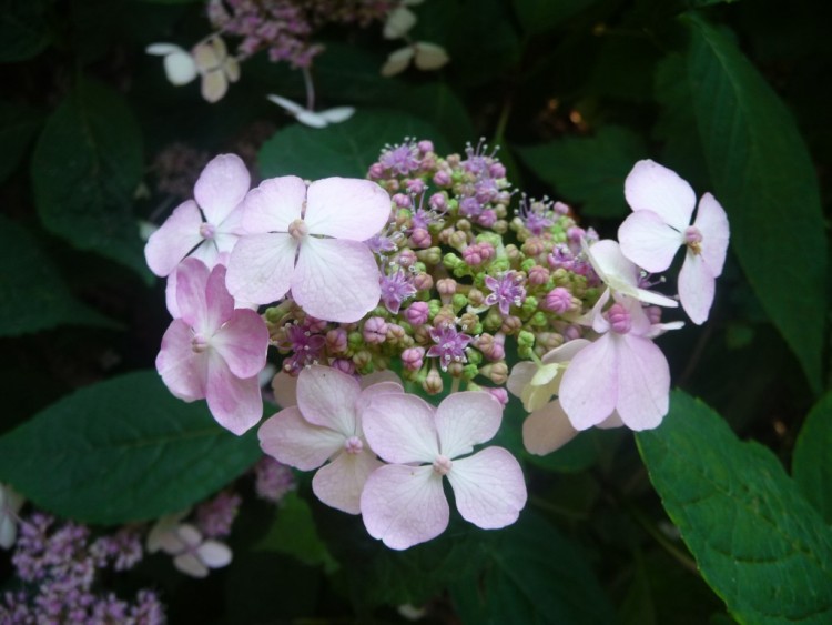 Fonds d'cran Nature Fleurs au coeur du mauve