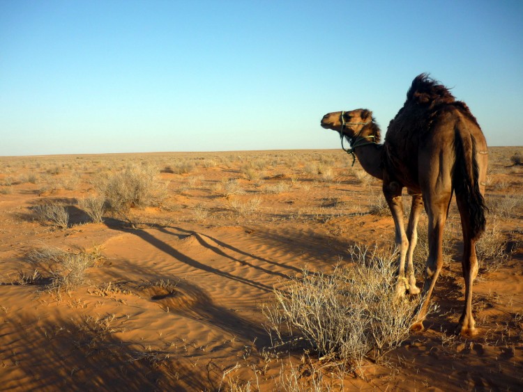 Wallpapers Animals Dromedaries - Camels Un Dromadaire dans le dsert