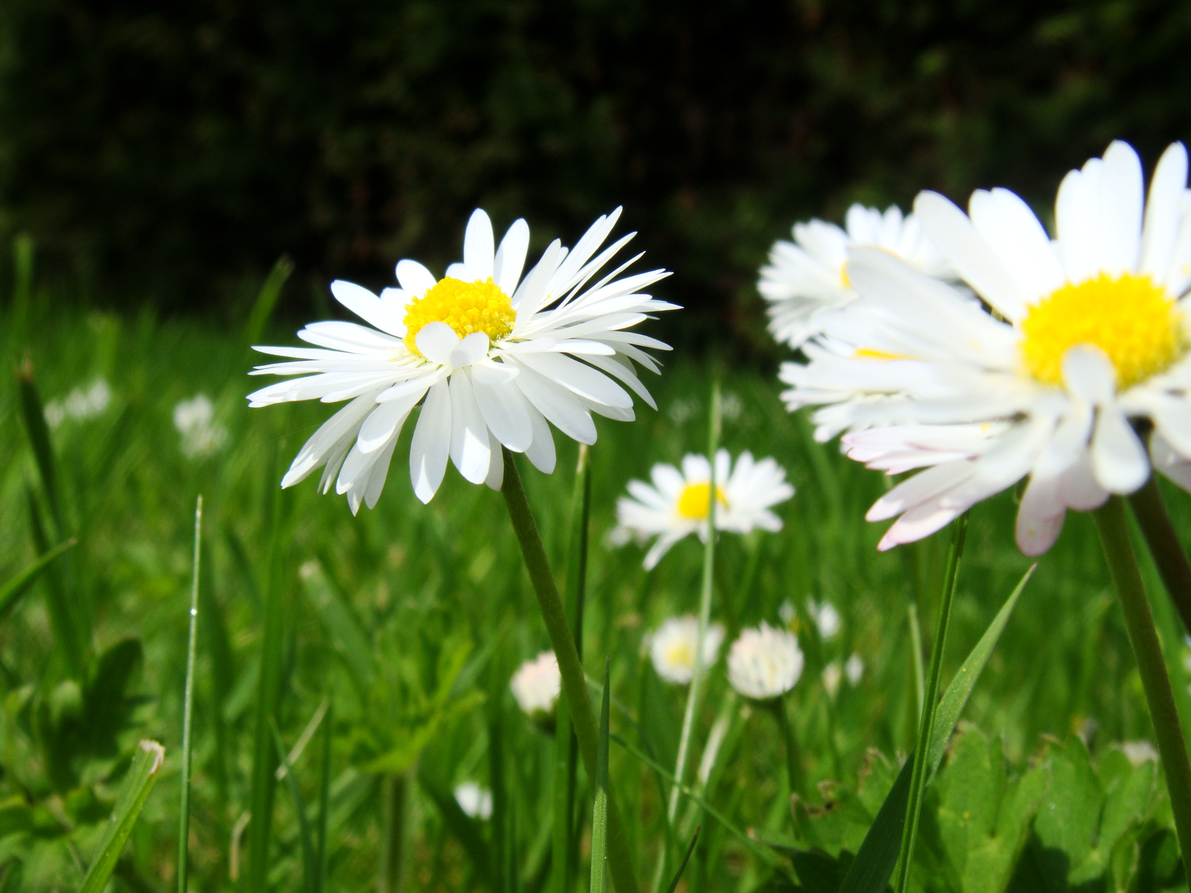 Fonds d'cran Nature Fleurs Pquerettes