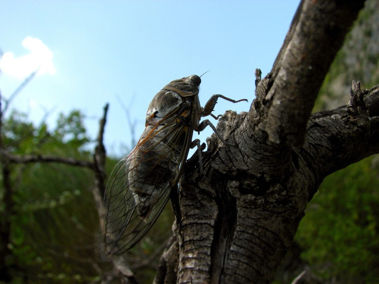 Wallpapers Animals Insects - Cicadas cigale