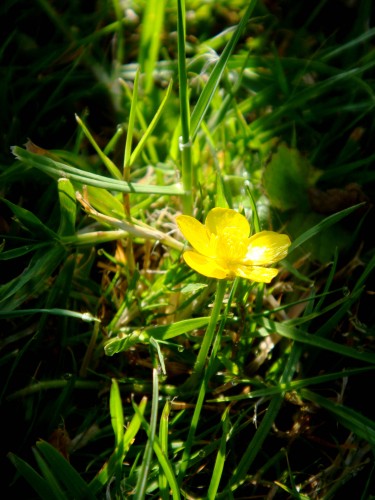 Fonds d'cran Nature Fleurs Bouton d'Or