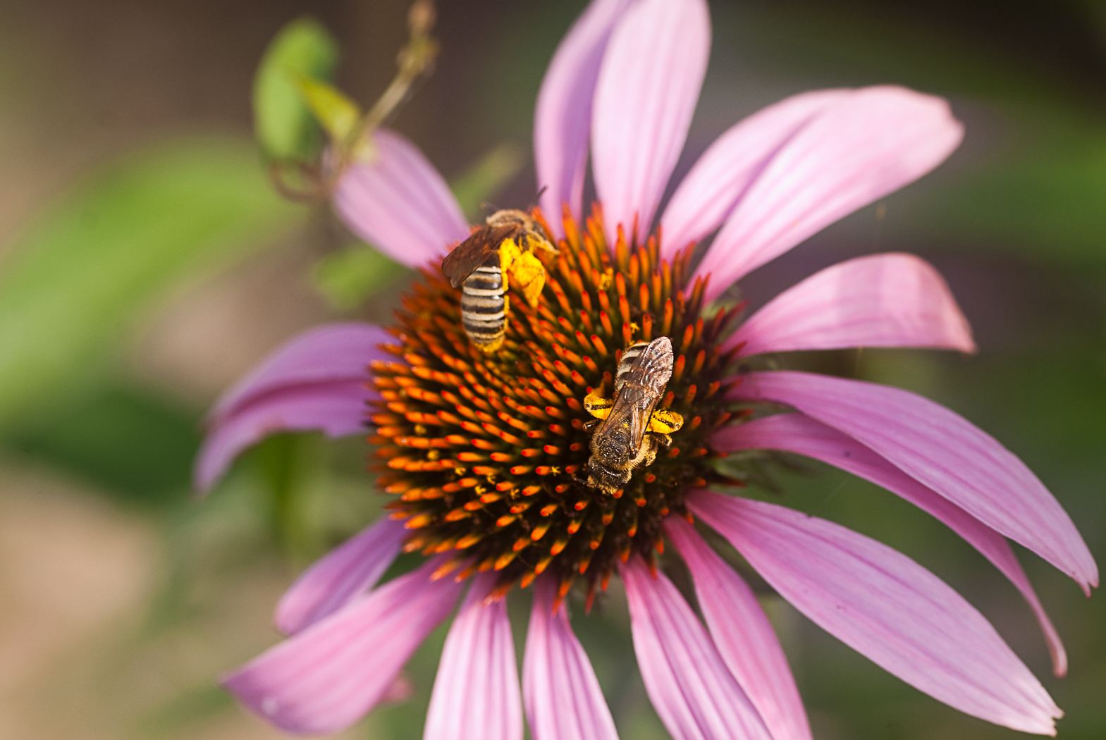 Fonds d'cran Animaux Insectes - Abeilles Gupes ... A 2 c'est mieux