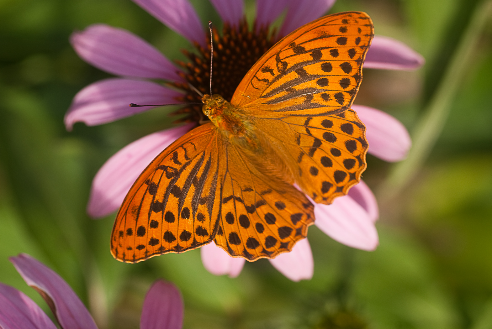 Fonds d'cran Animaux Insectes - Papillons Magnifique papillons 