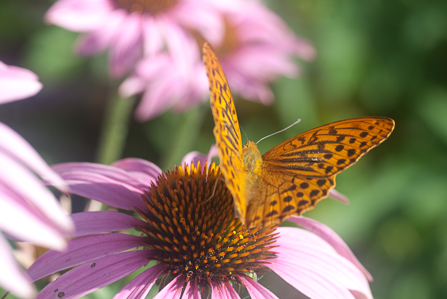 Wallpapers Animals Insects - Butterflies Magnifique papillon