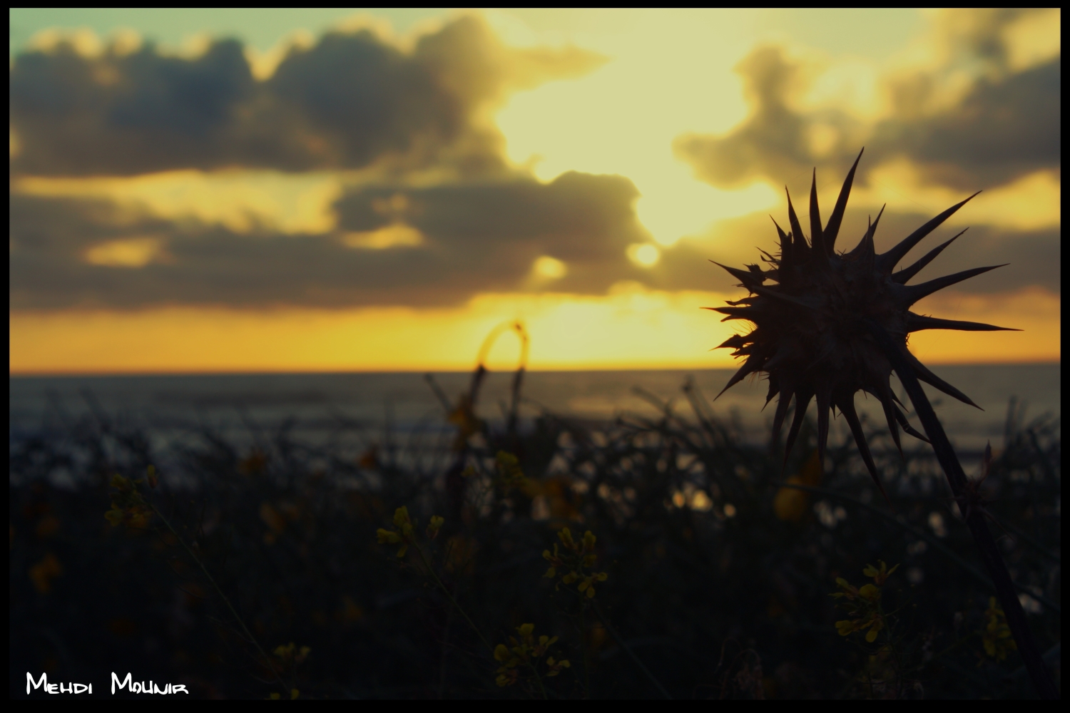 Fonds d'cran Nature Fleurs 