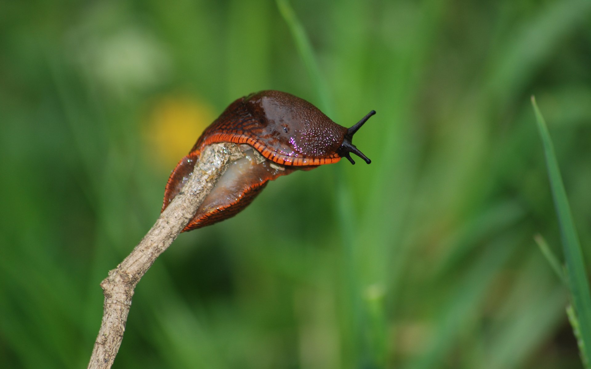 Wallpapers Animals Snails - Slugs 