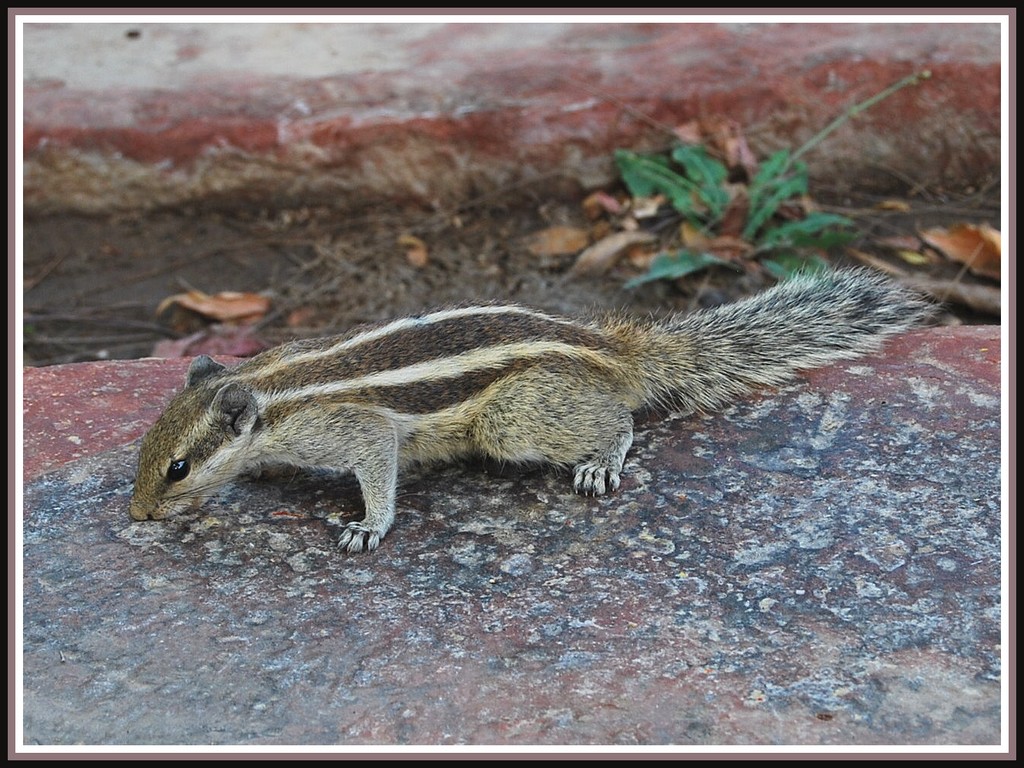 Fonds d'cran Animaux Rongeurs - Ecureuils Ecureuil en Inde