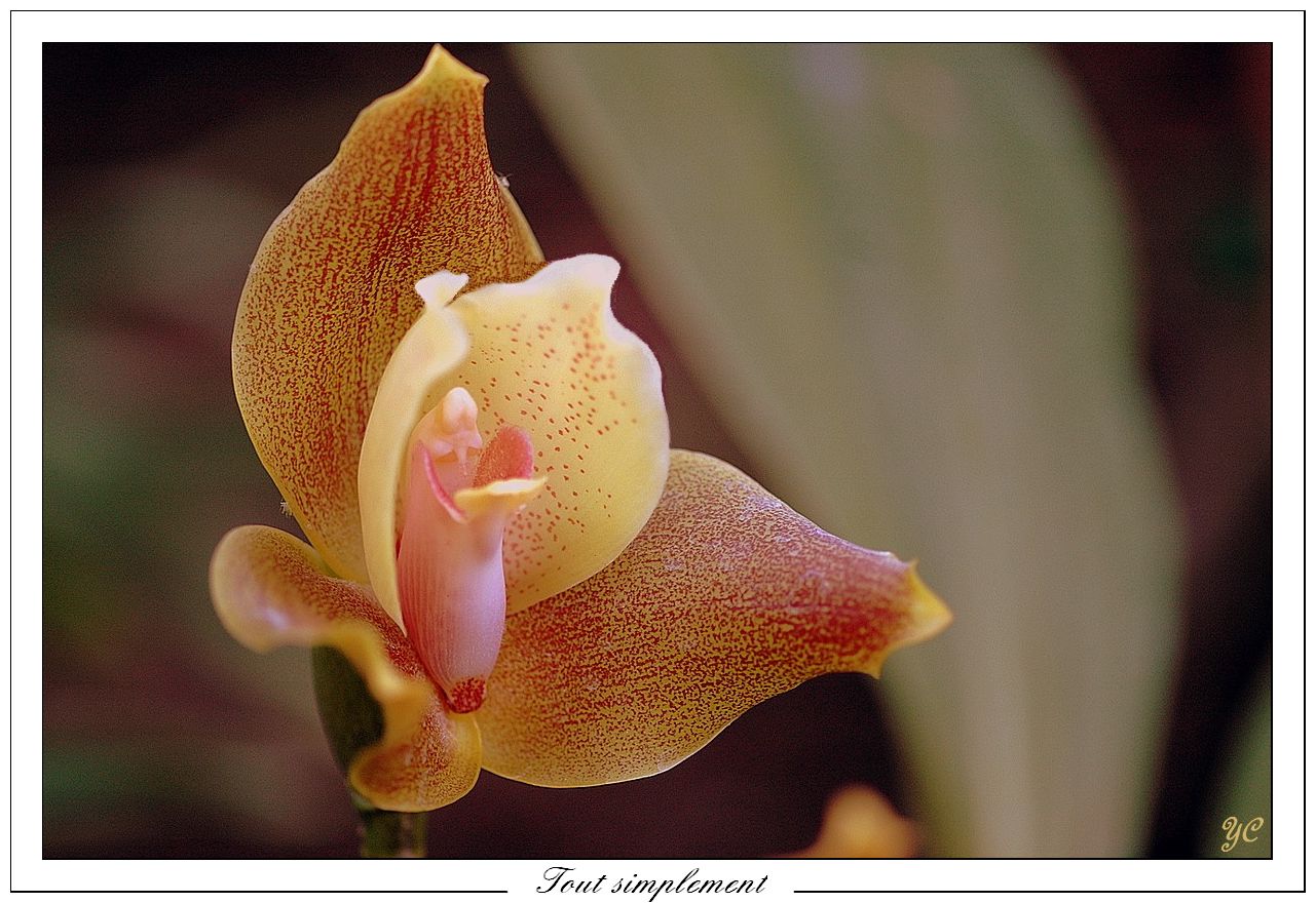 Fonds d'cran Nature Fleurs Tout simplement