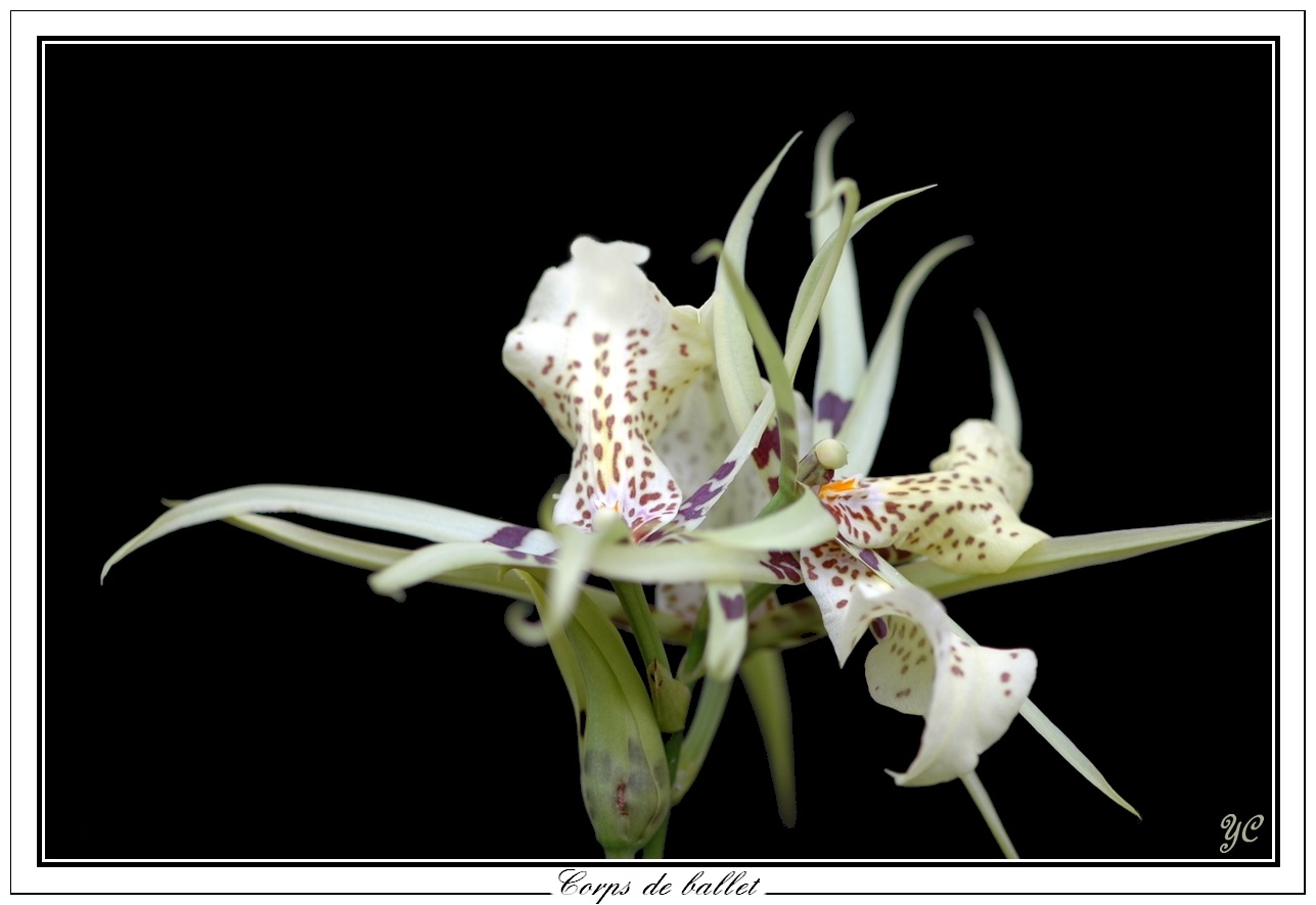 Wallpapers Nature Flowers Corps de ballet