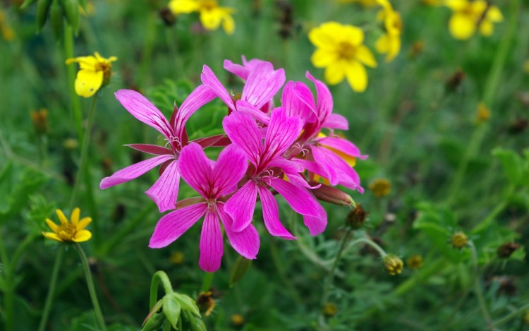 Fonds d'cran Nature Fleurs fleurs