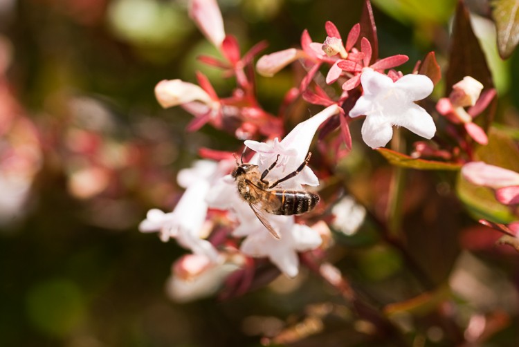 Wallpapers Animals Insects - Bees, Wasps Butine petite abeille butine