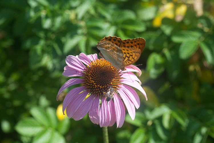 Wallpapers Animals Insects - Butterflies Duo d'insectes