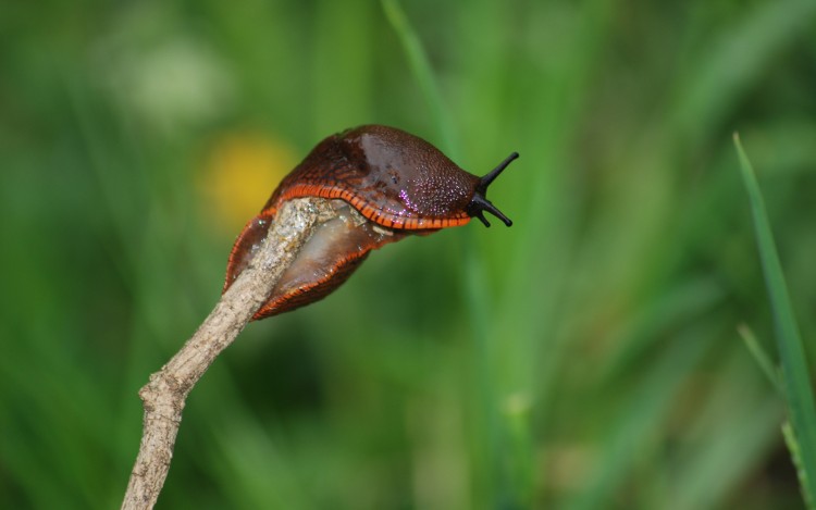 Wallpapers Animals Snails - Slugs Wallpaper N238467