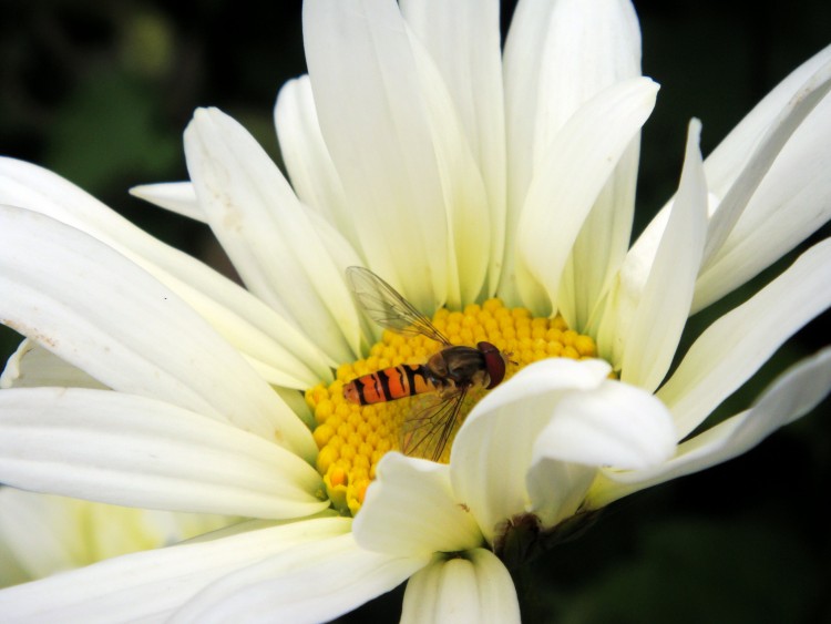 Fonds d'cran Animaux Insectes - Abeilles Gupes ... On trouve des trsors au jardin...