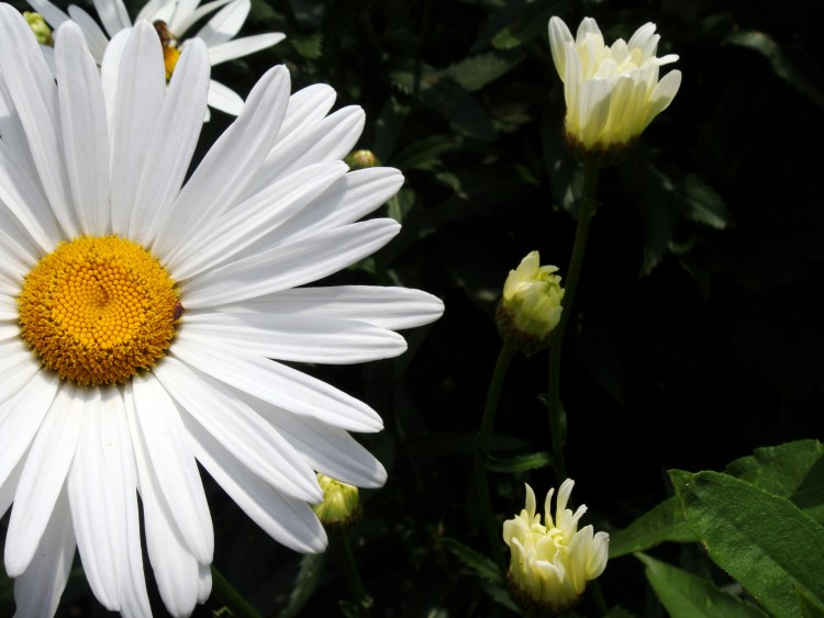 Wallpapers Nature Flowers Marguerites