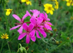 Fonds d'cran Nature fleurs