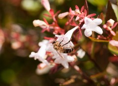 Wallpapers Animals Butine petite abeille butine