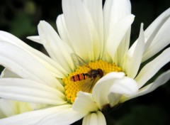 Fonds d'cran Animaux On trouve des trsors au jardin...